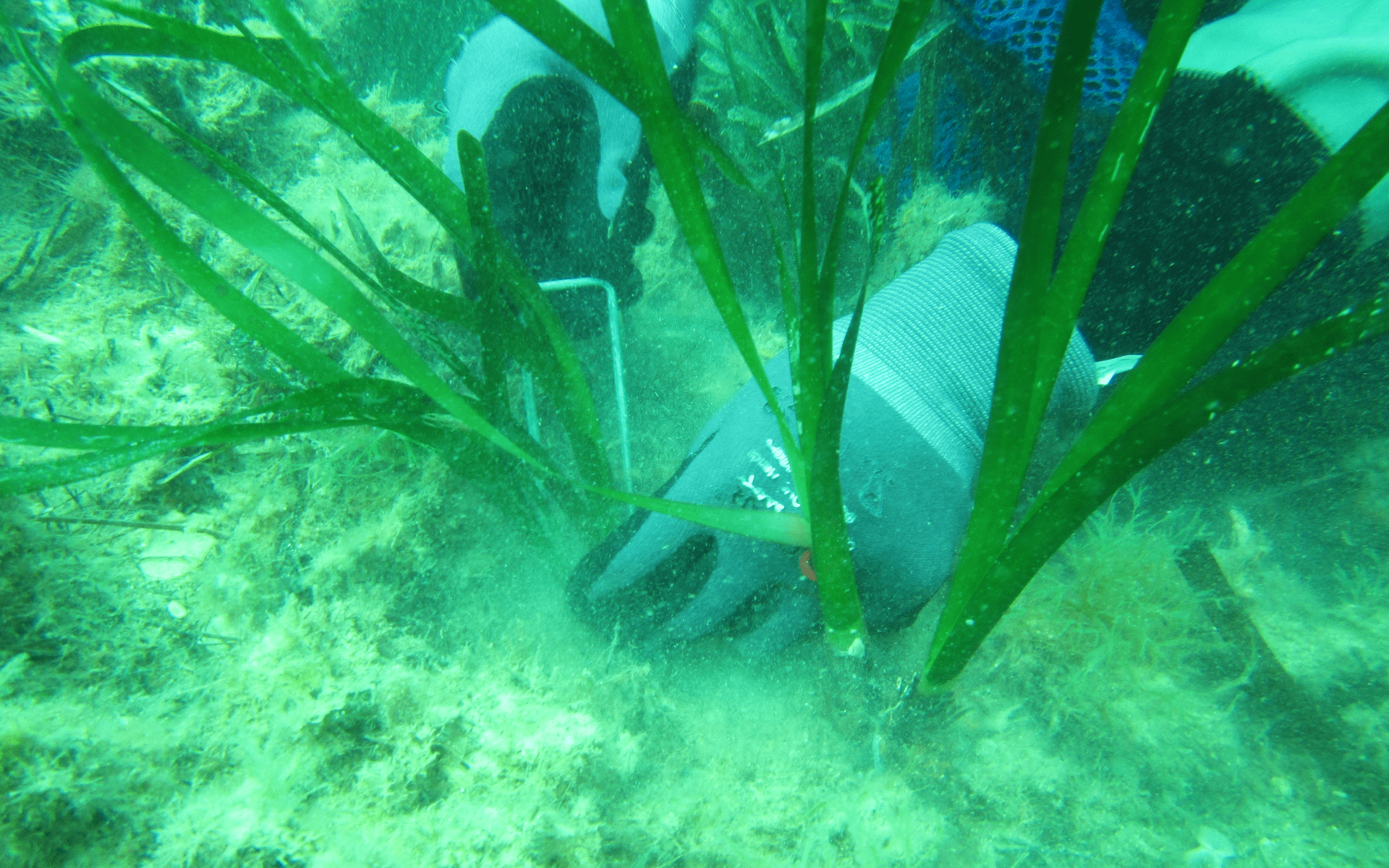 Artemis planting Seagrass meadows