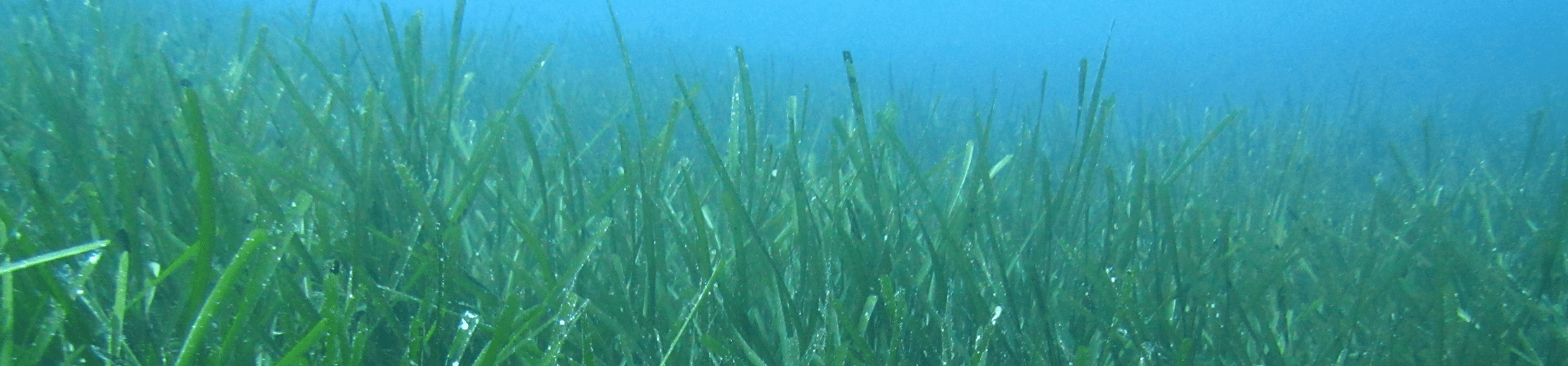 Posidonia Oceanica in Sardinia