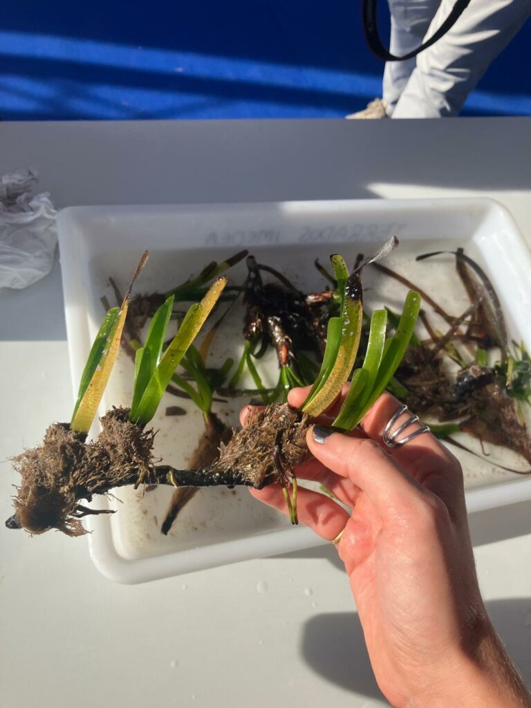 Showing Posidonia oceanica seagrass 