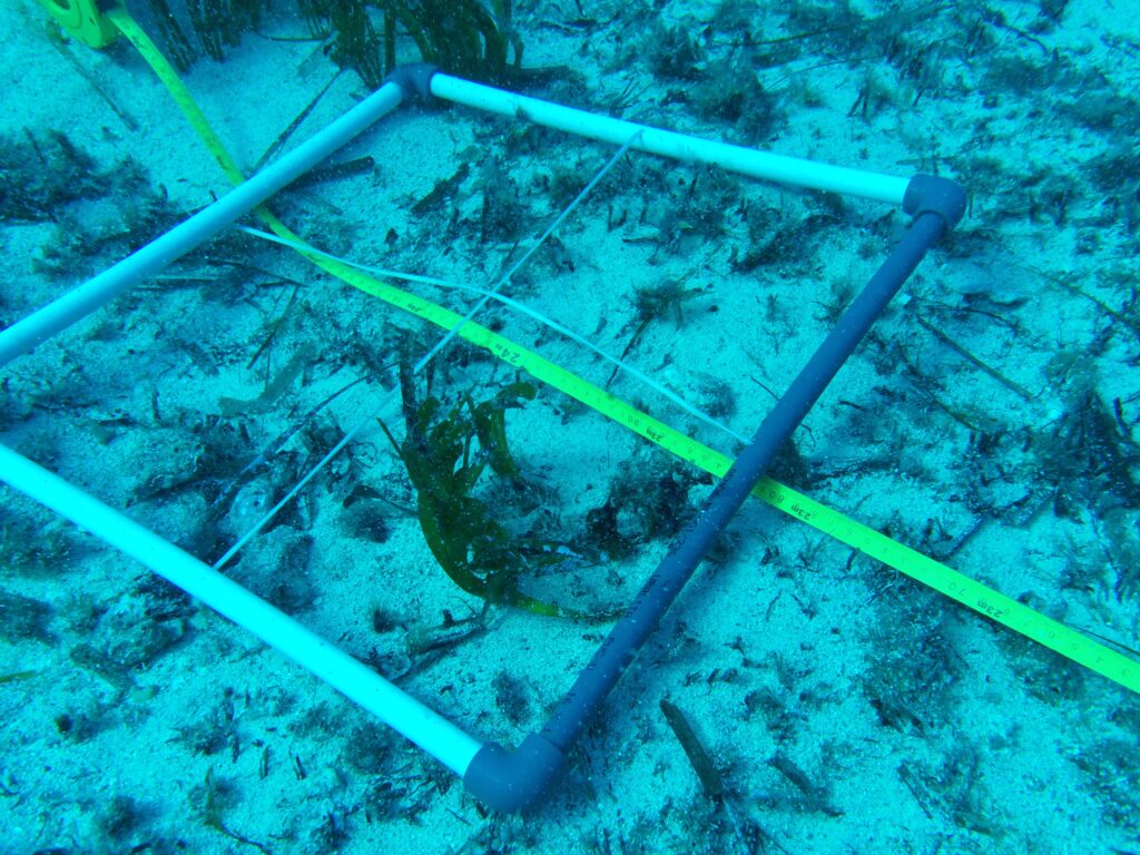 Posidonia oceanica seagrass monitoring activities in Cala Blanca, Spain