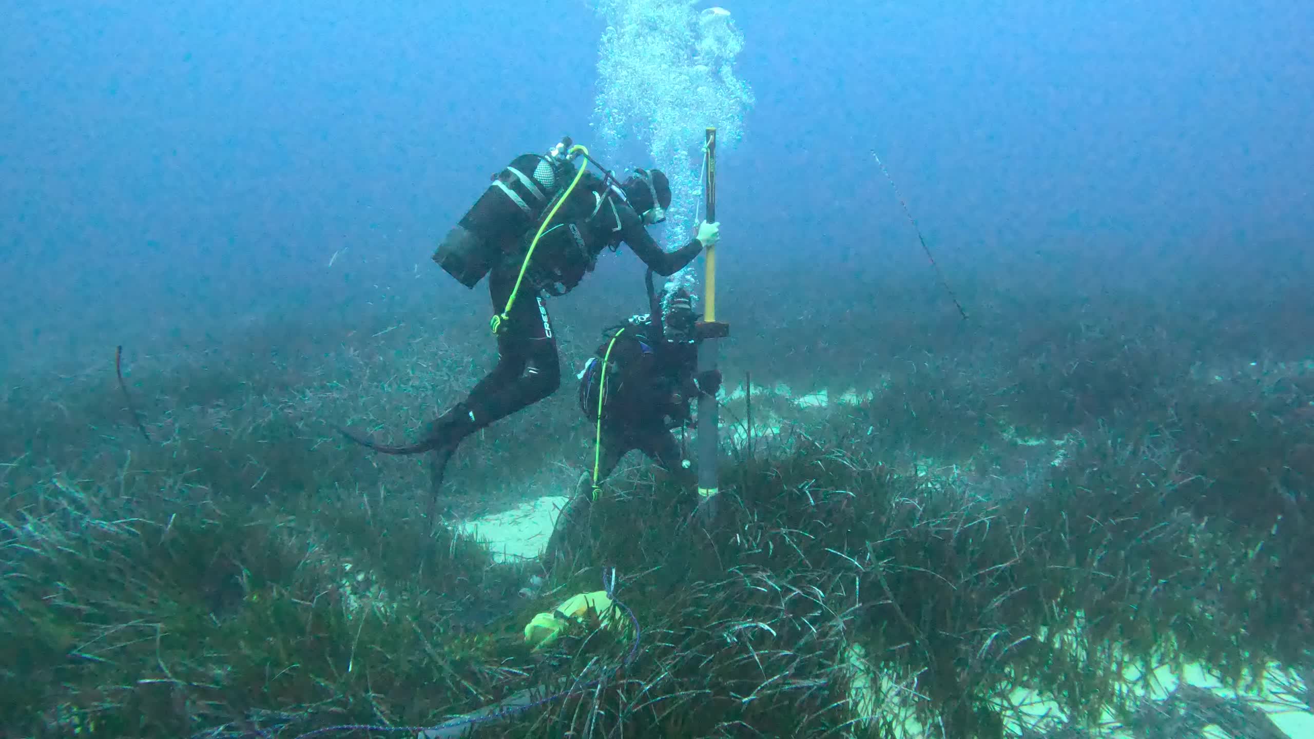 A diver sampling seagrass marine substrate