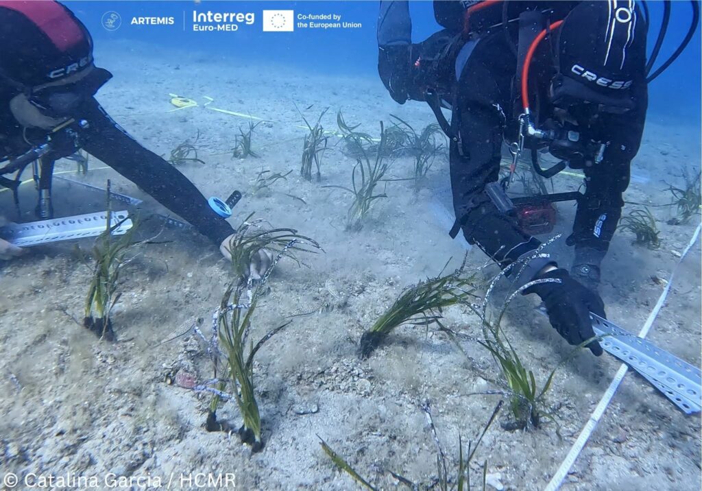 Restoring Posidonia oceanica in Greece - ARTEMIS Interreg Euro-MED