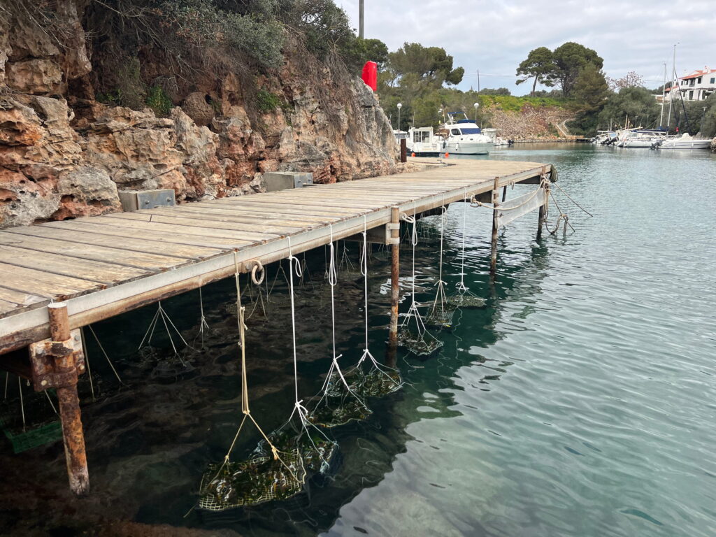Posidonia fragments collected - Photo credits © Tecnoambiente 