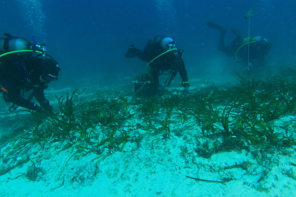 Seagrass restoration in Cala Blanca - menorca - Photos credits © Tecnoambiente