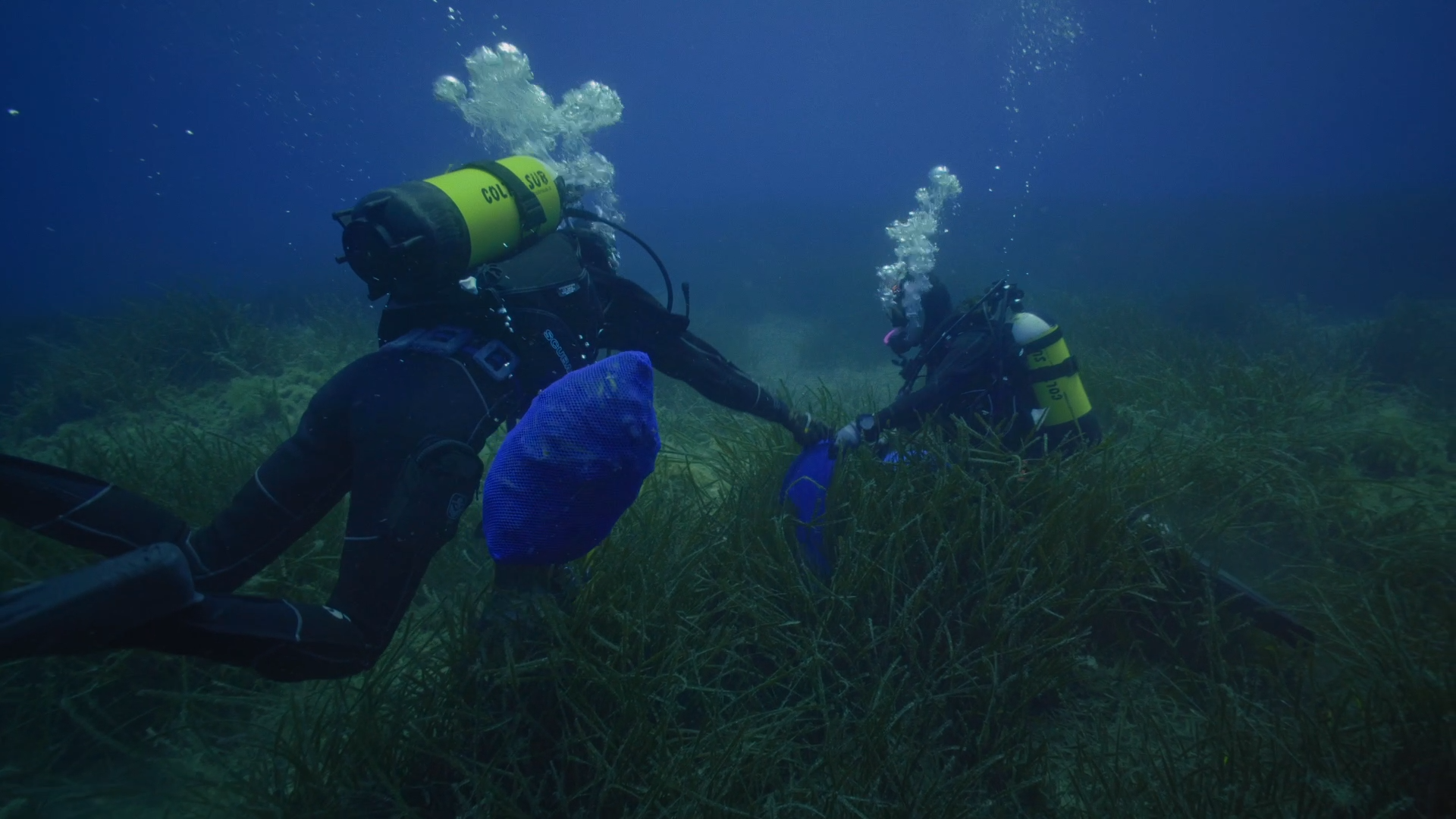 ARTEMIS - Seagrass meadows