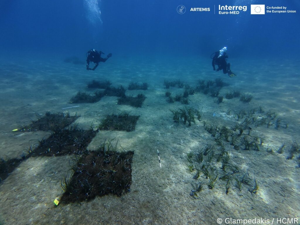 Restoring Seagrass in the Atzikiari Bay - ARTEMIS Interreg Euro-MED