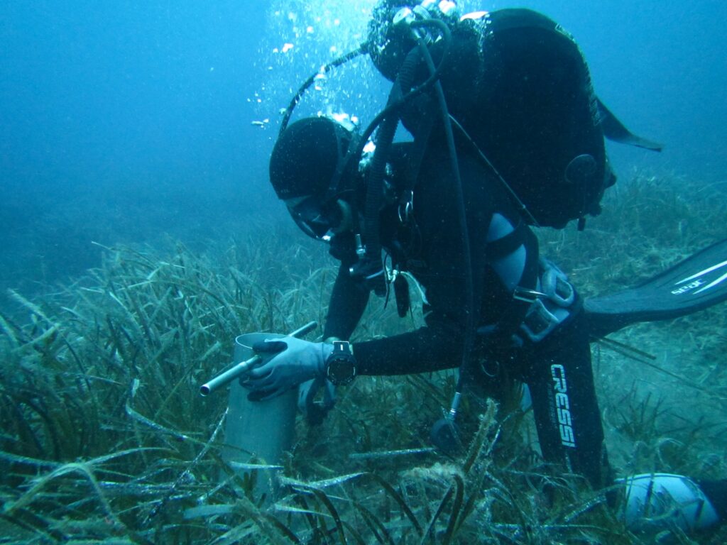 Researcher sampling Seagrass Meadow in the Mediterranean