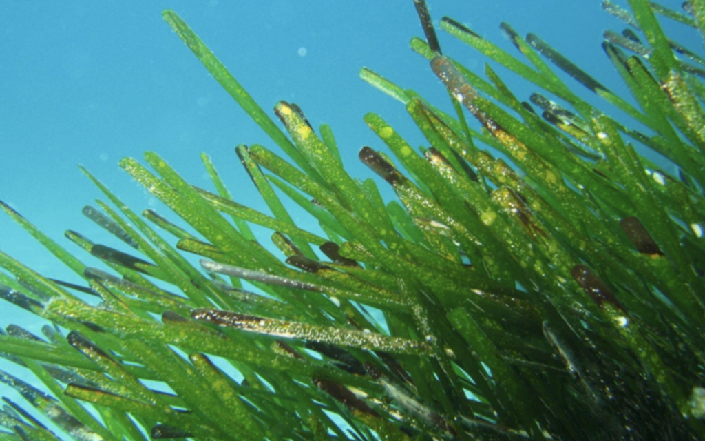 Seagrass in the Mediterranean | Artemis to restore Posidonia oceanica Seagrass Meadows