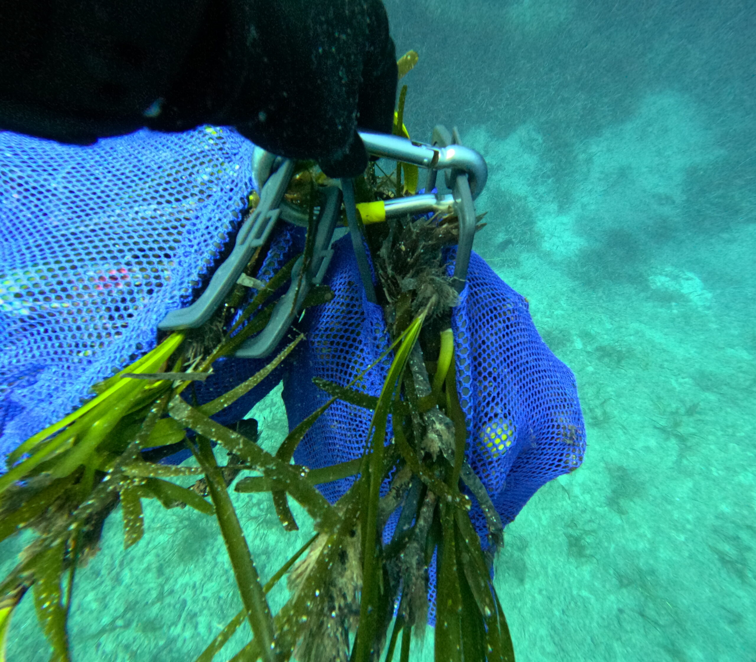 ARTEMIS - Seagrass meadows