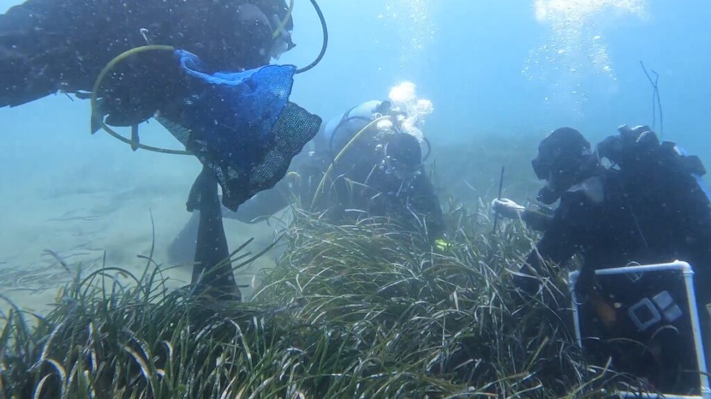 17 Years Later: Ischia Posidonia Restoration Shows Long-Term Success