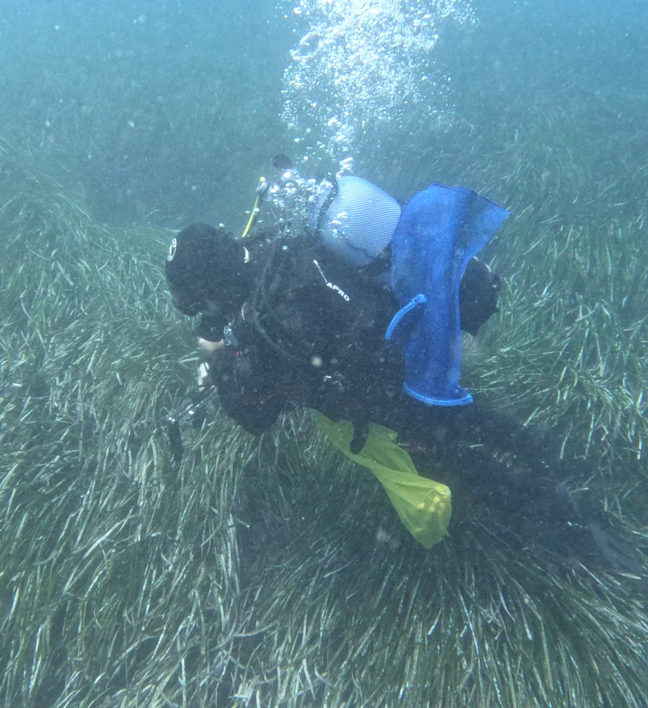 17 Years Later: Ischia Posidonia Restoration Shows Long-Term Success | ISPRA